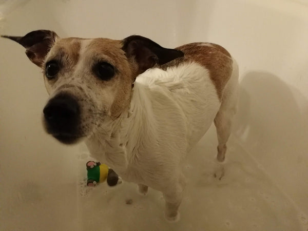 Domácí psí šampon na citlivou pokožku
