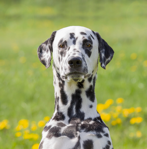 Dalmatin - Pes, který přitahuje pozornost všude, kde se objeví.